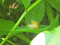 Succinea lauta