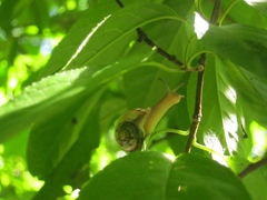 Succinea lauta