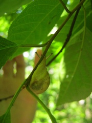 Succinea lauta