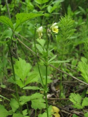 Viola