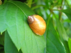 Succinea lauta