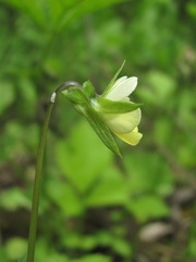 Viola