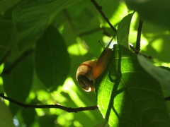 Succinea lauta