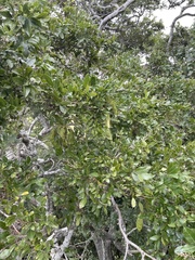 Philenoptera sutherlandii