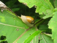 Succinea lauta