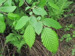 Carpinus betulus