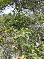 Philenoptera sutherlandii