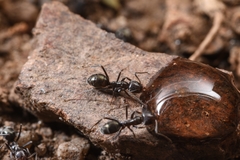 Iridomyrmex rufoniger