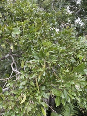 Philenoptera sutherlandii