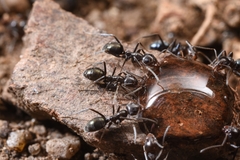 Iridomyrmex rufoniger