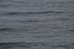 Melanitta perspicillata