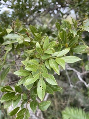 Philenoptera sutherlandii