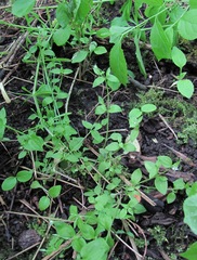 Moehringia trinervia
