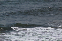 Melanitta perspicillata