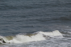 Melanitta perspicillata