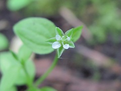 Moehringia trinervia