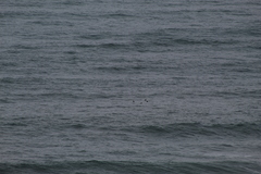 Melanitta perspicillata