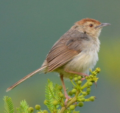 Cisticola fulvicapilla