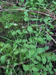 Moehringia trinervia