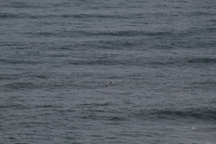 Melanitta perspicillata