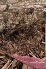 Iridomyrmex rufoniger