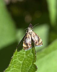 Choreutinae