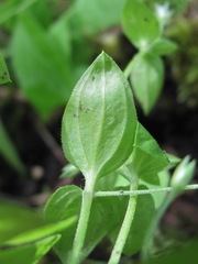 Moehringia trinervia