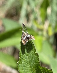 Choreutinae