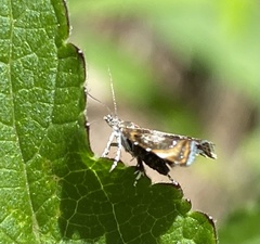 Choreutinae