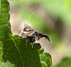 Choreutinae