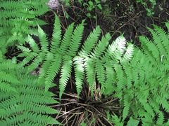 Polypodiopsida