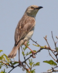 Cisticola natalensis