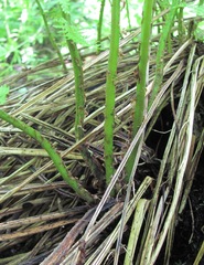 Polypodiopsida
