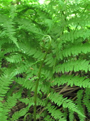 Polypodiopsida