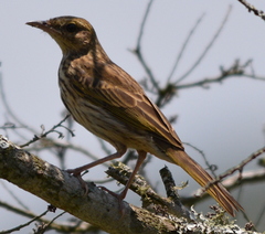 Anthus lineiventris