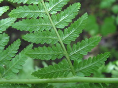 Polypodiopsida