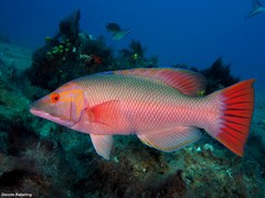 Bodianus scrofa