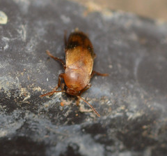 Diclidia
