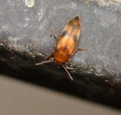 Diclidia