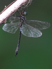 Idionyx yolanda