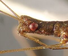 Neoneides muticus