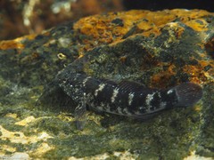 Mauligobius maderensis