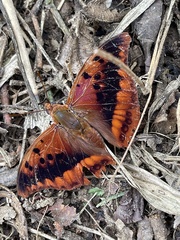 Charaxes nichetes nichetes