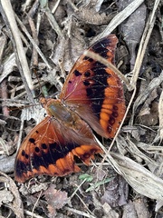 Charaxes nichetes nichetes