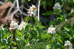 Justicia adhatodoides