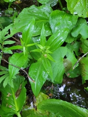 Platanthera grandiflora