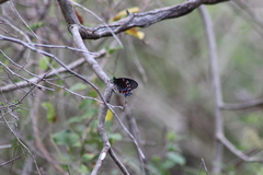 Battus philenor acauda