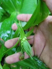 Platanthera grandiflora
