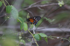 Battus philenor acauda