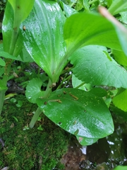 Platanthera grandiflora